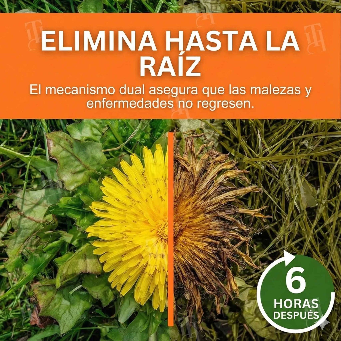 🛡️Herbicida AEXZR® 2 en 1 - Máxima potencia - 🌿Muerte visible en 6 horas☠️