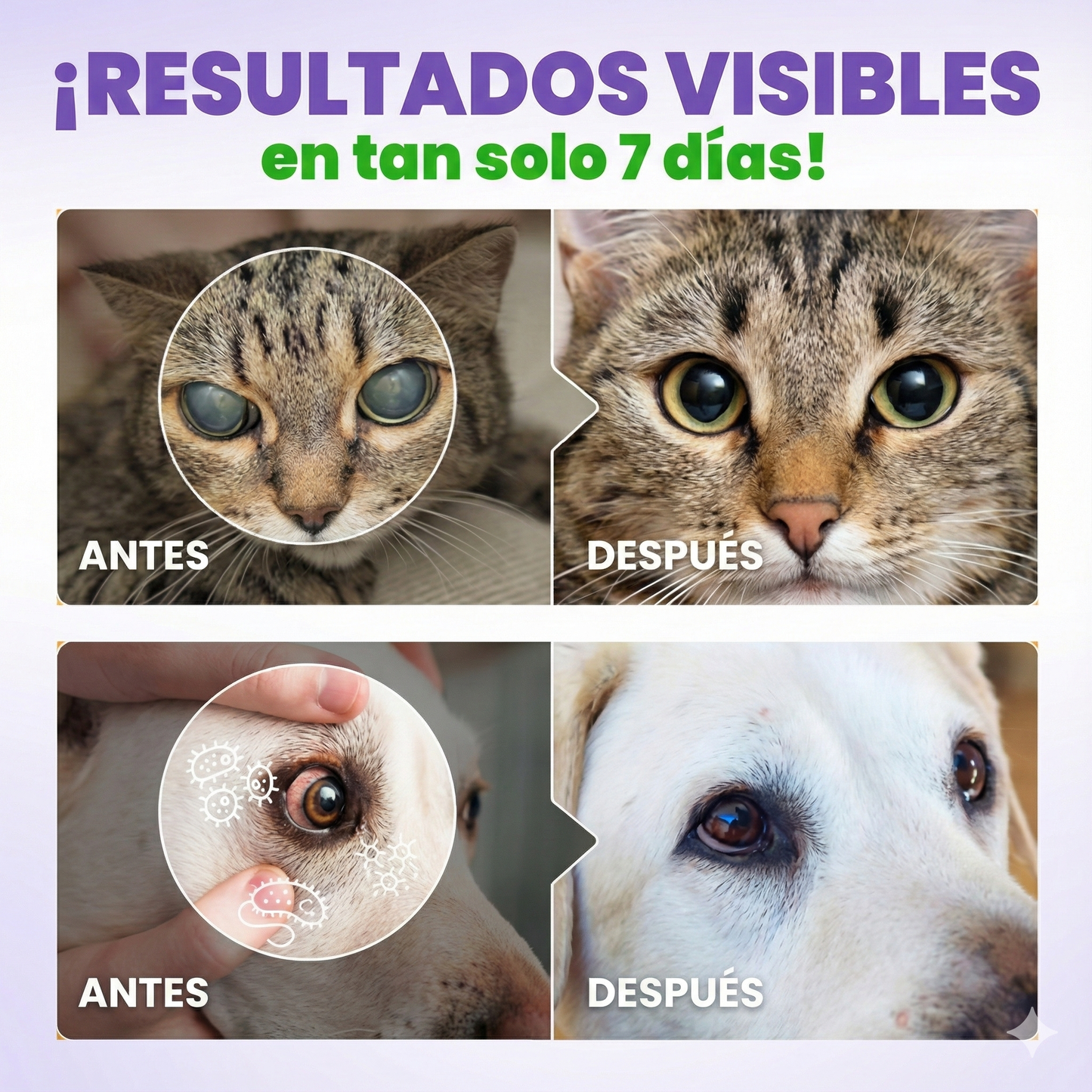 Gotas oftálmicas VisionPet®: gotas diarias de L-lisina para el herpes y el cuidado ocular